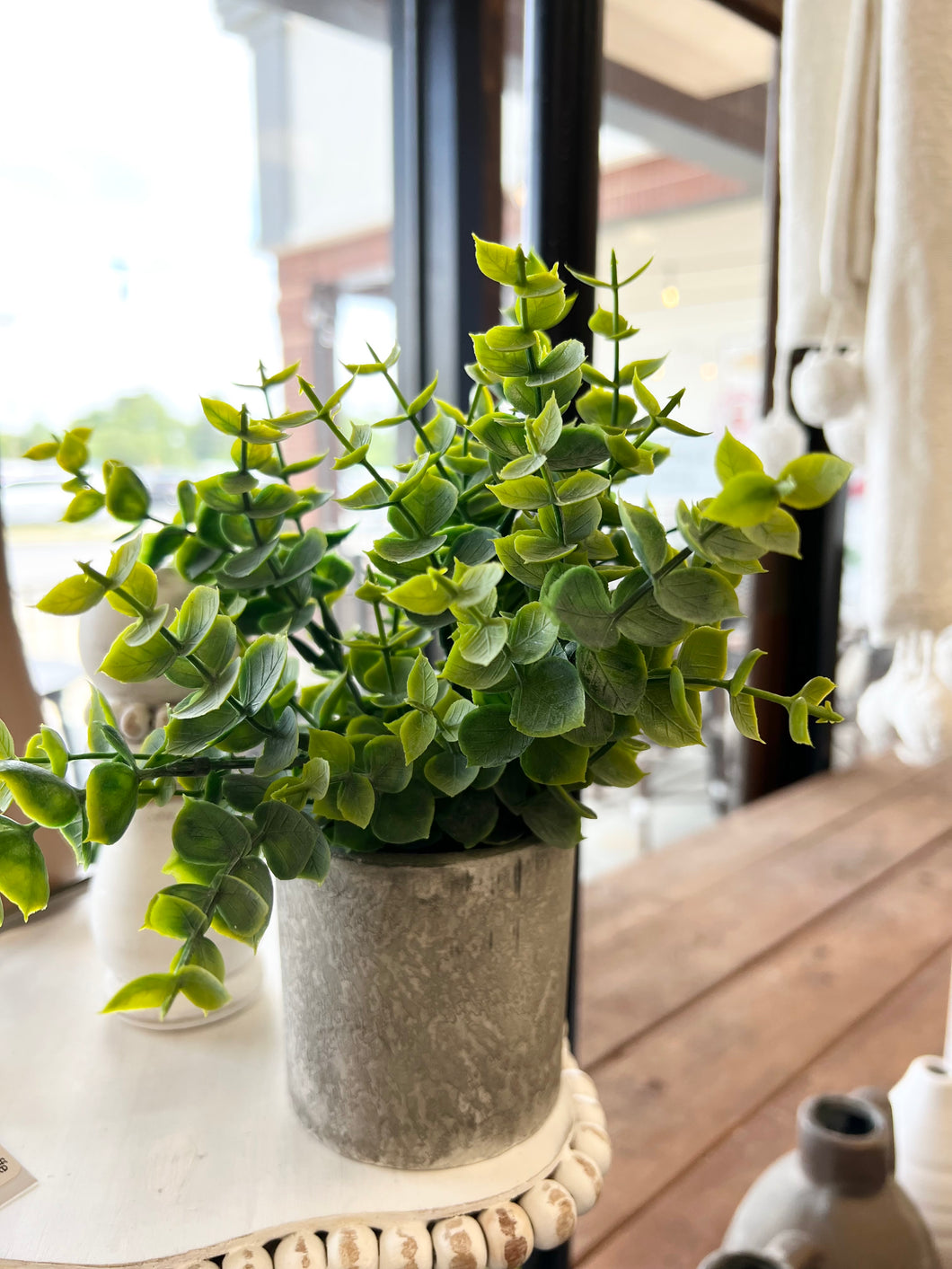Cement Potted Eucalyptus Plant