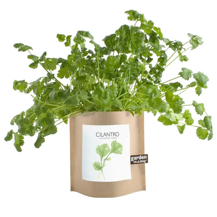 Cilantro Garden in a Bag