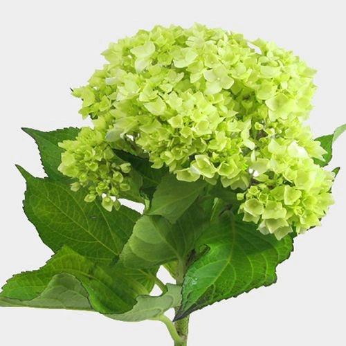 Mini Hydrangea