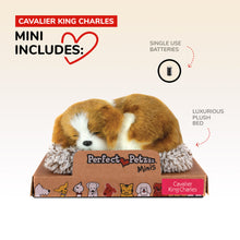 Load image into Gallery viewer, Mini Cavalier King Charles
