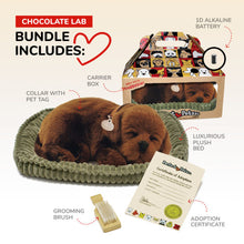 Load image into Gallery viewer, Chocolate Lab

