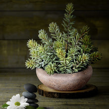 Load image into Gallery viewer, Finger Succulent In Cement Bowl 9&quot;
