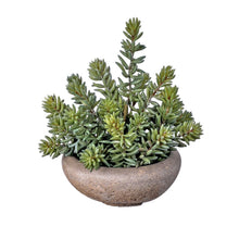 Load image into Gallery viewer, Finger Succulent In Cement Bowl 9&quot;
