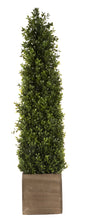 Load image into Gallery viewer, 36&quot; Plant Spring Boxwood

