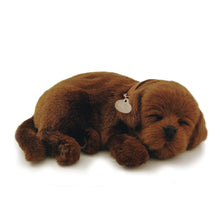 Load image into Gallery viewer, Chocolate Lab
