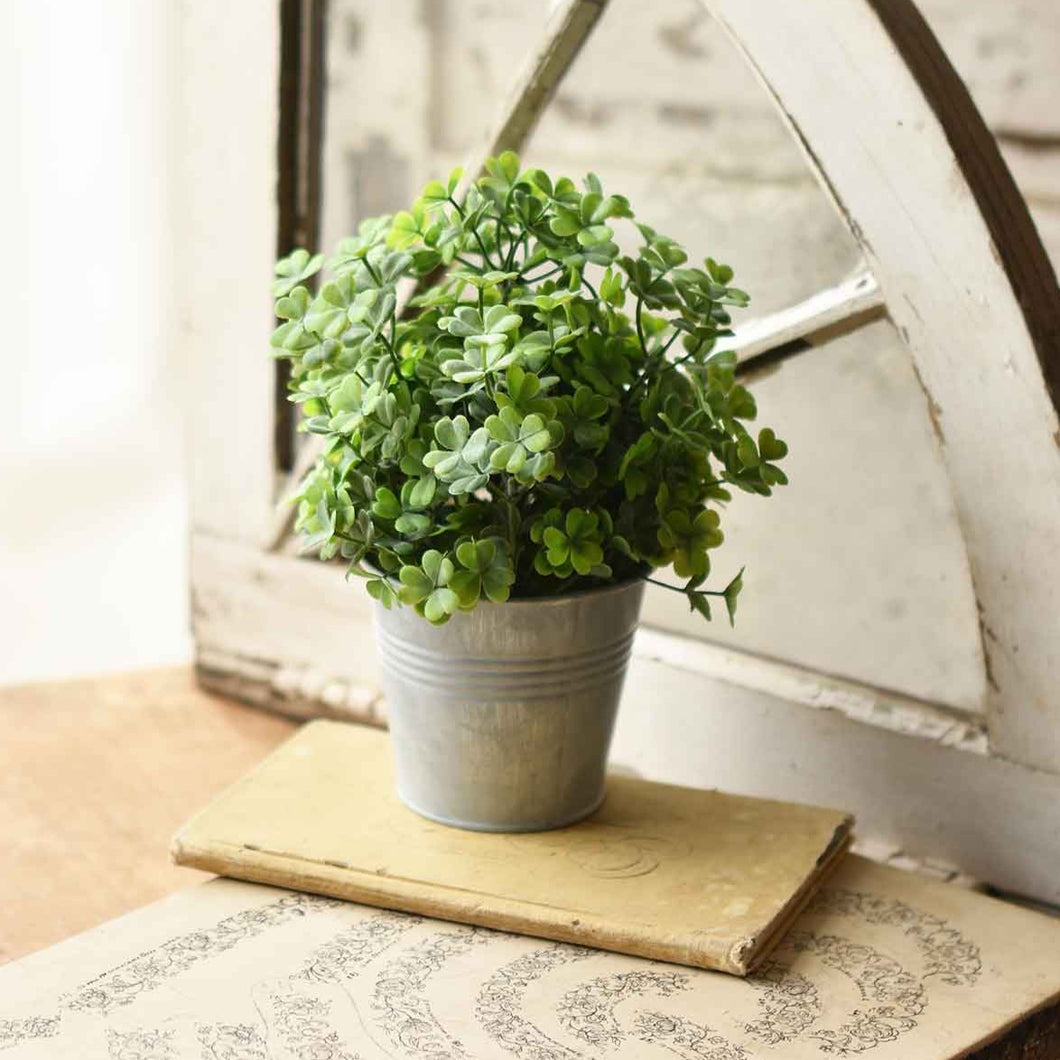 Potted Arboretum Clover