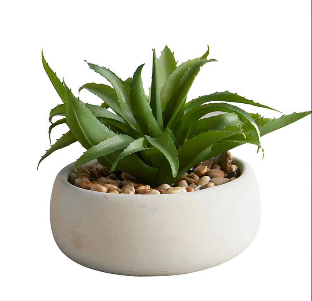 Aloe Succulent - Gray Pot