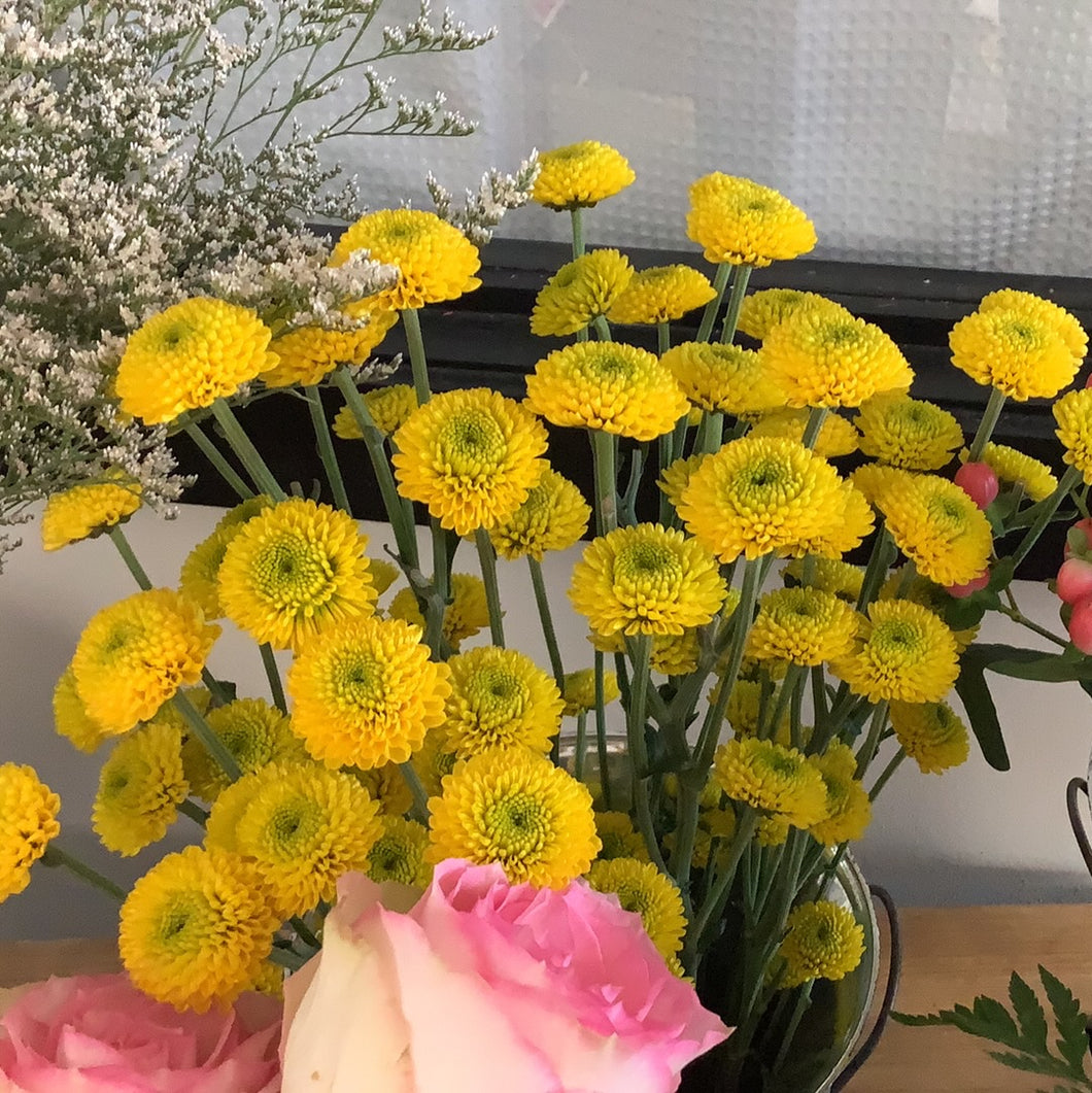 Daisy Pom