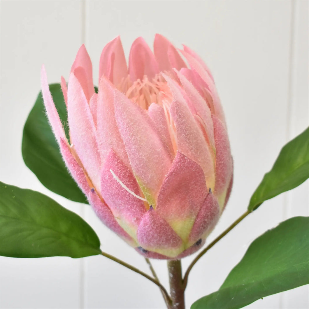 Protea Spray 22”